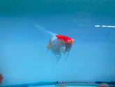 Pack of 4 - Red Cap Angelfish - 2-2.5 inches